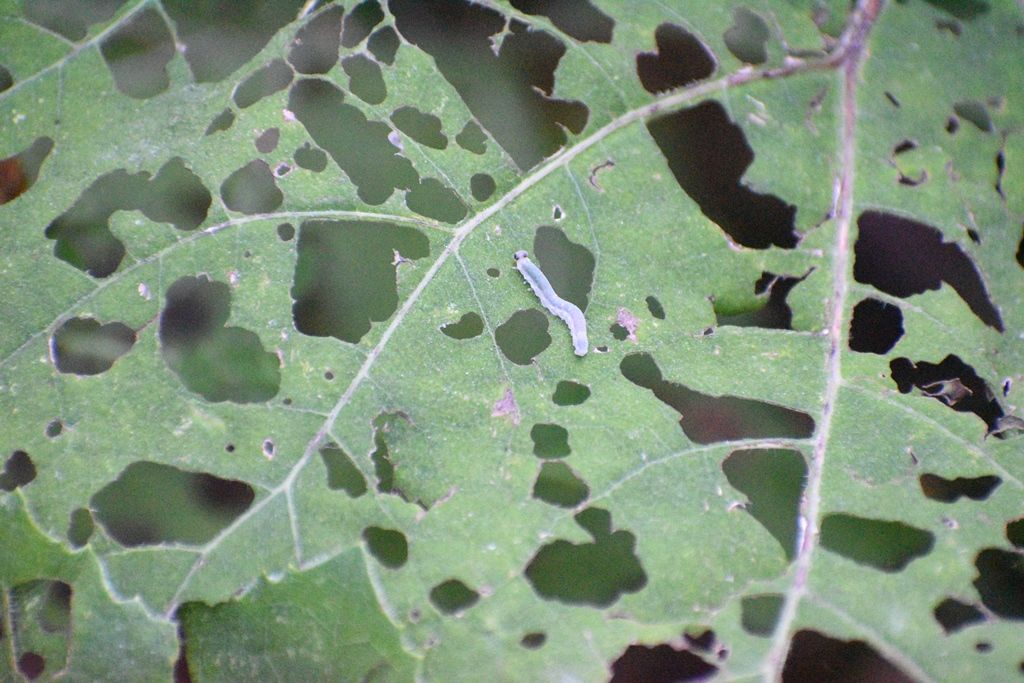 Bruco da identificare: larva di Tenthredo sp.